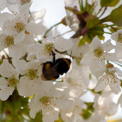Krlich 04 2015 1